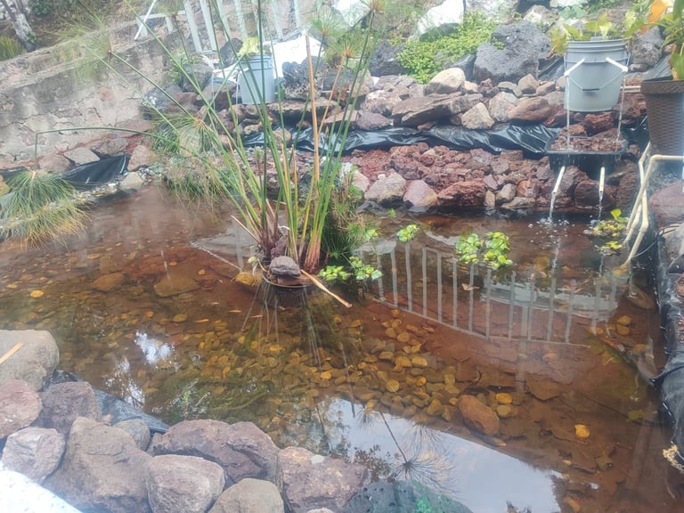 Estanque exterior con plantas altas verdes, rocas y valla metálica