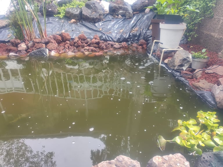 Estanque de jardín con agua turbia y verdosa